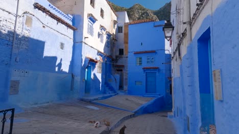 Slow-Tilt-Down-View-Across-Idyllic-Blue-Courtyard-In-Chefchaouen-With-Group-Of-Cats-On-Ground