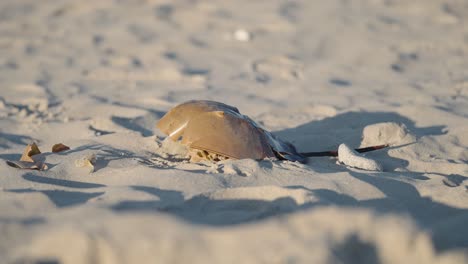 Pfeilschwanzkrebs-An-Einem-Strand-Im-Sand-Angespült