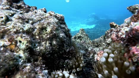 Pez-Payaso-De-Tomate-Nadando-En-Los-Arrecifes-De-Coral-Bajo-El-Mar-Azul-Profundo