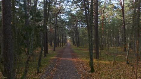 A-pine-forest-with-a-path-leading-through-it-where-the-autumn-sun-shines-through-the-trees