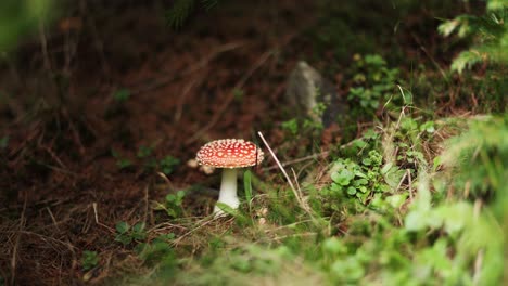 Lone-Fly-Agaric-Fungus-Growing-In-The-Ground-Under-The-Tree