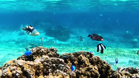 Large-School-Of-Colorful-tropical-reef-fish-swimming-in-crystal-clear-waters