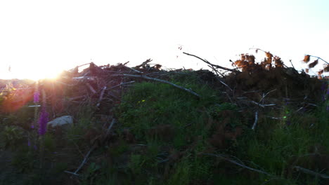 Deforestation-disaster-climate-change-and-climate-warming-shot-from-Dunsdale-Recreational-Reserve