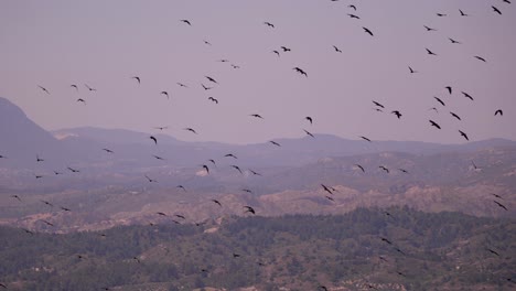 Flock-Of-Birds-Flying-Over-Rhodes.-Tracking-Shot