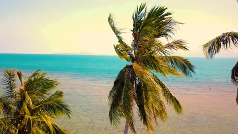 Tropischer-Sandstrand-Mit-Palmen-Bei-Sonnenuntergang,-Sonnenaufgang,-Luftwagen,-Der-Durch-Die-Stämme-Fliegt,-Wilder,-Unberührter-Strand-In-Hawaii