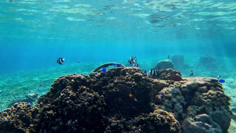 Schule-Bunter-Tropischer-Rifffische,-Die-über-Wunderschönen-Korallenriffen-Schwimmen