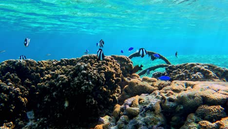 Schwarm-Bunter-Rifffische,-Die-über-Wunderschönen-Korallenriffen-Schwimmen