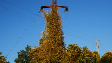 Kippen-Sie-über-Einen-Alten-Kraftturm,-Der-Mit-Vegetation-Bedeckt-Ist