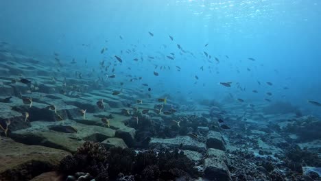 School-Of-Tropical-Fish-Swimming-Over-The-Artificial-Reef-Under-The-Ocean