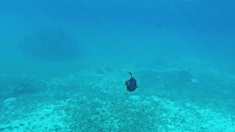 Einsamer-Rifffisch,-Der-Unter-Blauem-Ozeanwasser-Schwimmt