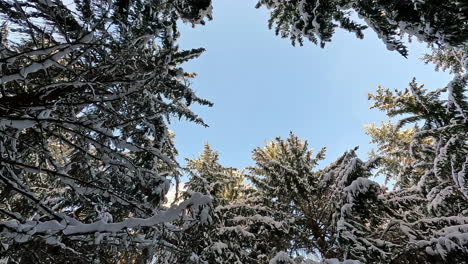 Panoramic-view-from-ground-surrounded-by-snow-covered-branches-revelaing-the-blue-sky