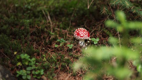 Small-Amanita-Muscaria-Mushroom-In-The-Woods