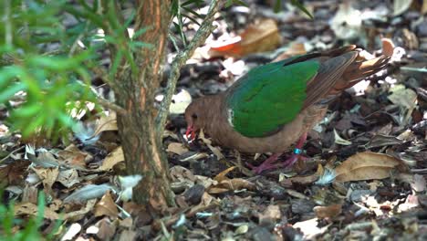 Close-up-shot-capturing-a-beautiful-common-emerald-dove,-chalcophaps-indica,-walking-around-on-the-forest-ground,-searching-and-foraging-for-food