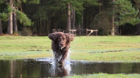 Cocker-Spaniel-slow-motion-running-through-a-puddle