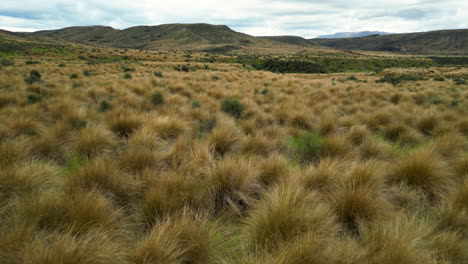 Drone-flying-close-to-red-tussock-grasslands-protected-area-with-mountains-backdrop-in-Southland-near-Mossburn,-Newzealand