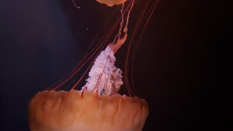 Orange-jellyfish-swimming-gracefully-in-their-habitat