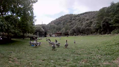 Group-of-gray-geese-on-a-farm-in-the-Spanish-Pyrenees