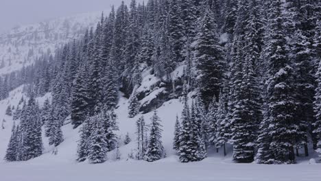 Lake-Louise-Banff-National-Park,-Snowy-Forest