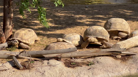 Tortoise-trying-to-reach-to-another-tortoise-that-is-eating-some-plants-near-a-lake