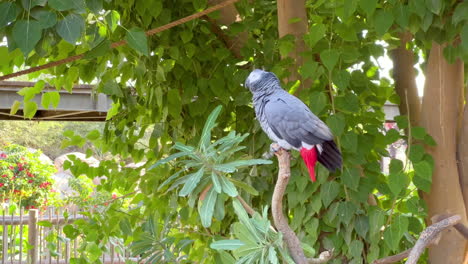 African-Grey-Parrot-gripping-on-a-tree-branch-in-the-wind