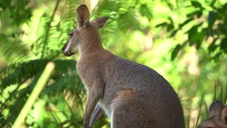 Shy-red-necked-wallaby