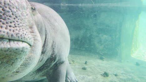 Sleeping-hippopotamus-floating-in-the-water-in-the-sunlight