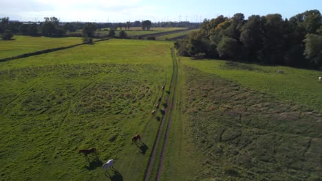 Fantastic-aerial-view-flight-overflight-flyover-drone-footage
of-herd-horses-on-pasture-field-in-brandenburg-havelland-Germany-at-summer-sunset-2022