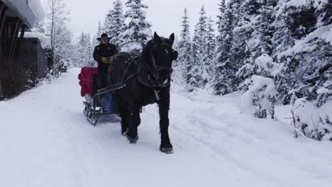 Horse-Sleigh-Ride-in-Banff-National-Park