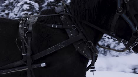 Sleigh-Ride-in-Banff-Alberta-Canada-Winter-Horse-Ride