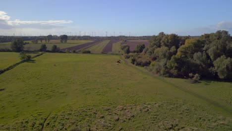 Fields,-meadows-and-pastures-in-Brandenburg