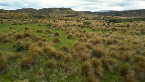 Paisaje-De-Nueva-Zelanda-Con-Hierba-De-Mechón-Rojo,-área-Protegida-En-El-Sur-Cerca-De-Mossburn