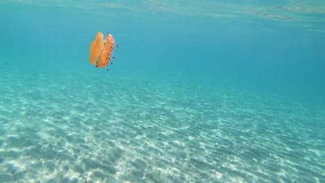 Cotylorhiza-tuberculata-or-fried-egg-jellyfish-swimming-on-a-beach-with-crystal-clear-water
