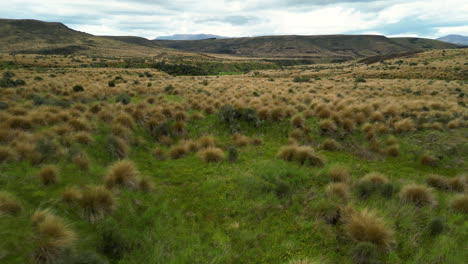 New-zealand-red-tussock-grass-in-protected-area-in-southland-near-mossburn,-low-aerial-view