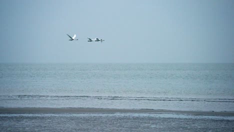 geese-flying-close-to-shore-away-from-winter