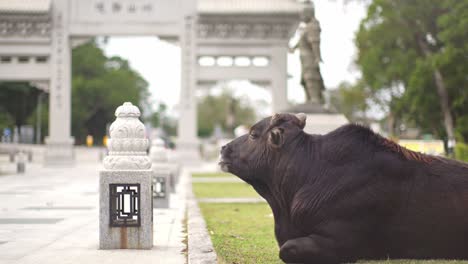Black-Buffalo-Cow-in-Buddhist-World-in-Ngong-Ping-Piazza,-Tung-Chung,-Hong-Kong