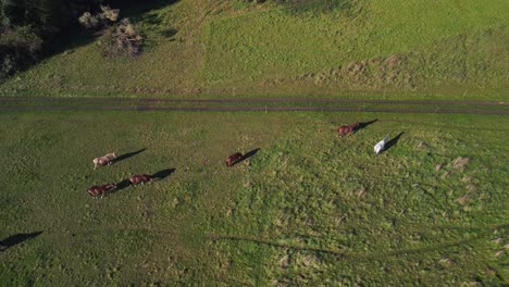 Tolle-Luftaufnahme-Flug-Vogelperspektive-Drohne-Von-Pferden-Weide-Feld-Brandenburg-Havelland-Deutschland-Bei-Sommer-Sonnenuntergang-2022