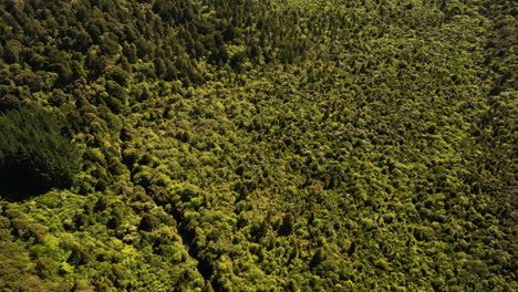 Top-down-view-of-a-huge-forest,-fall-woodland-aerial-shot