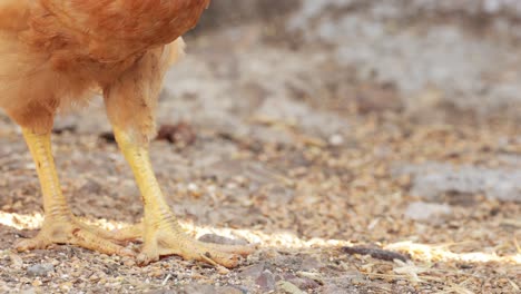 Chicken-Hen-Pecking-Food-In-The-Ground