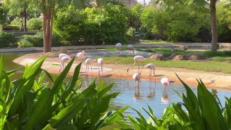 Eine-Gruppe-Rosafarbener-Flamingos,-Die-Im-Safaripark-Nach-Nahrung-Suchen