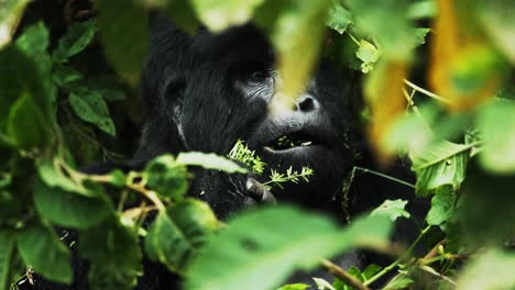Endangered-male-silverback-gorilla-eats-forest-vegetation