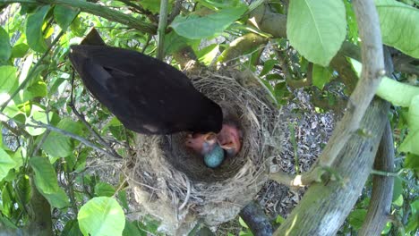 Schwarzer-Vogel-In-Einem-Nest,-Das-Jungvögel-Füttert