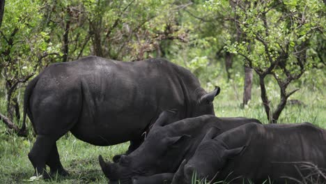 Rhinos-resting-in-shade-of-trees-in-African-bush-to-escape-heat