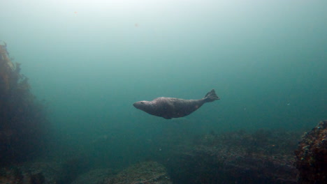 Foca-Gris-Nadando-Cerca-De-Buzos-Durante-Una-Inmersión-En-Percé,-Quebec
