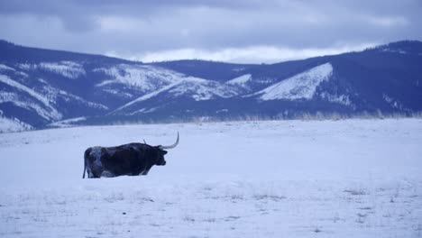 Texas-Longhorn-Cattle-in-Snow-Field