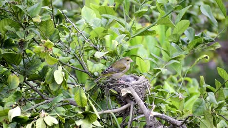 Der-Europäische-Grünfink-Oder-Einfach-Grünfink-Chloris-Chloris,-Ein-Kleiner-Passerinevogel,-Der-Babyvögel-Im-Nest-In-Freier-Wildbahn-Füttert