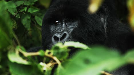 Relaxed-Silverback-gorilla-in-forest-vegetation