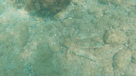 Fliegender-Knurrhahnfisch,-Der-Unter-Wasser-Im-Mittelmeer-Vor-Der-Südküste-Spaniens-In-Murcia-Schwimmt