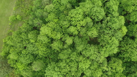 Luftaufnahme-Des-Grünen-Waldes-In-Europa-Sommer