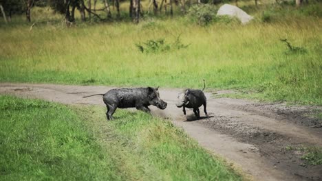 Pari-Von-Gemeinen-Warzenschweinen,-Die-Im-Afrikanischen-Busch-Spielen