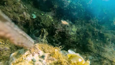 octopus-steal-gopro-camera-that-is-recording-underwater